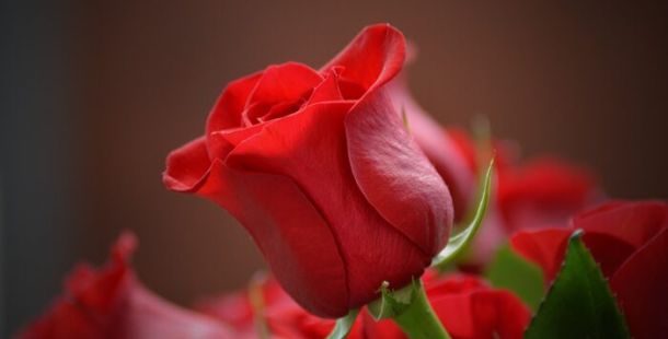 rosa bocciolo amore fiore