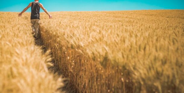 campo di grano serenità
