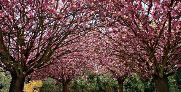 alberi-in-fiore-sottomura-terraviva-aldo-gessi