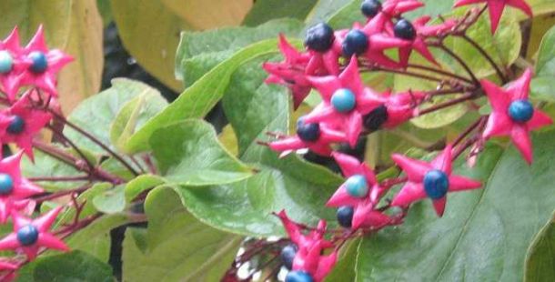 clerodendro