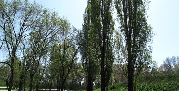 pioppi golena