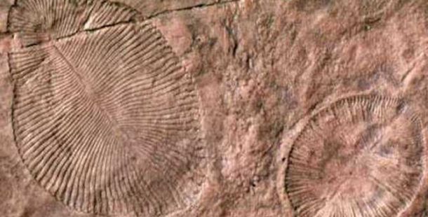 fossili