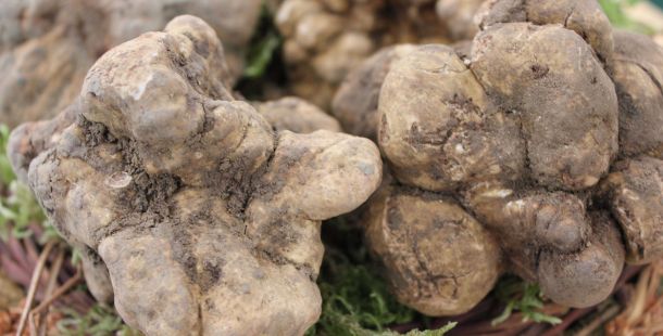 sagra-tartufo-bondeno