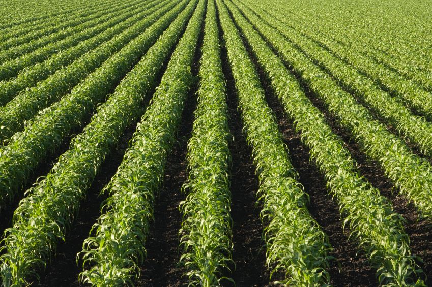 Brasile tra libero mercato, agrobusiness ed estrattivismo. Intervista all'ambientalista Antonio Lupo.