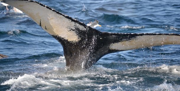 Il Trattato ONU per la Protezione dell’Alto Mare entrerà in vigore a gennaio 2026