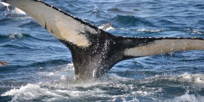 Il Trattato ONU per la Protezione dell’Alto Mare entrerà in vigore a gennaio 2026