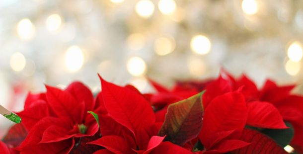 Le storie di costanza le stelle di natale della zia costanza