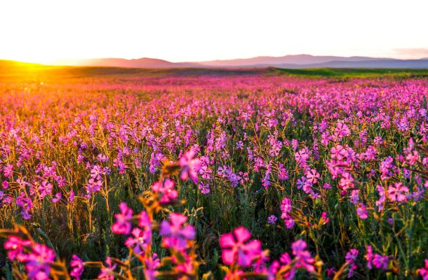 Nient'altro che fiori