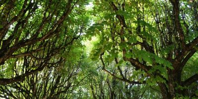 La regola 3-30-300: per città più verdi e più vivibili