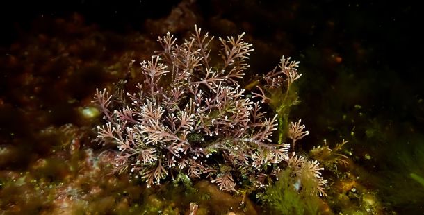 presto di mattina il rabdomante della pace