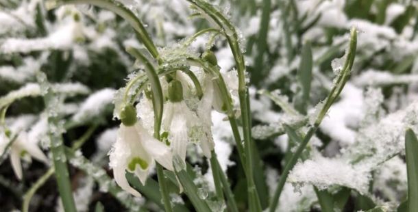 disgelo bucaneve primavera