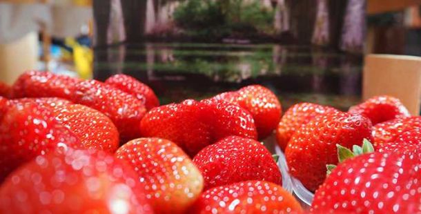 fragole-ferrara-alba