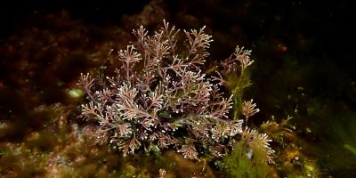 presto di mattina il rabdomante della pace