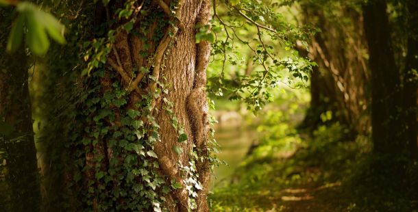 vite di carta. le domande dei grandi libri: la vagetariana di han kang
