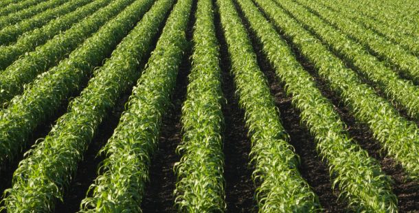 Brasile tra libero mercato, agrobusiness ed estrattivismo. Intervista all'ambientalista Antonio Lupo.