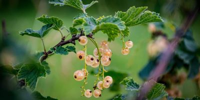 il ribelle (2) nell'epoca della propaganda algoritmica