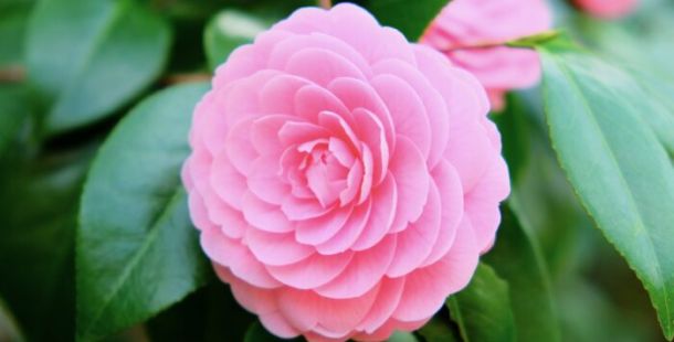 camellia giardino primavera
