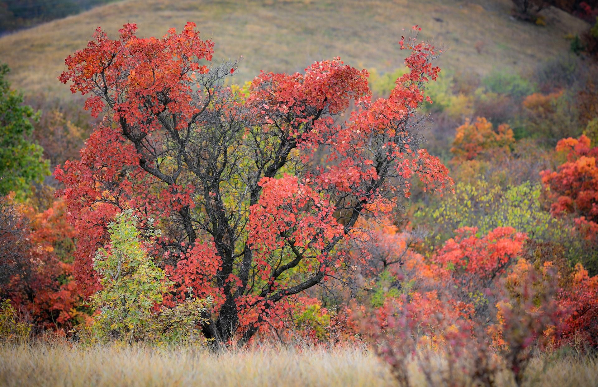 presto di mattina l'albero delle nebbie