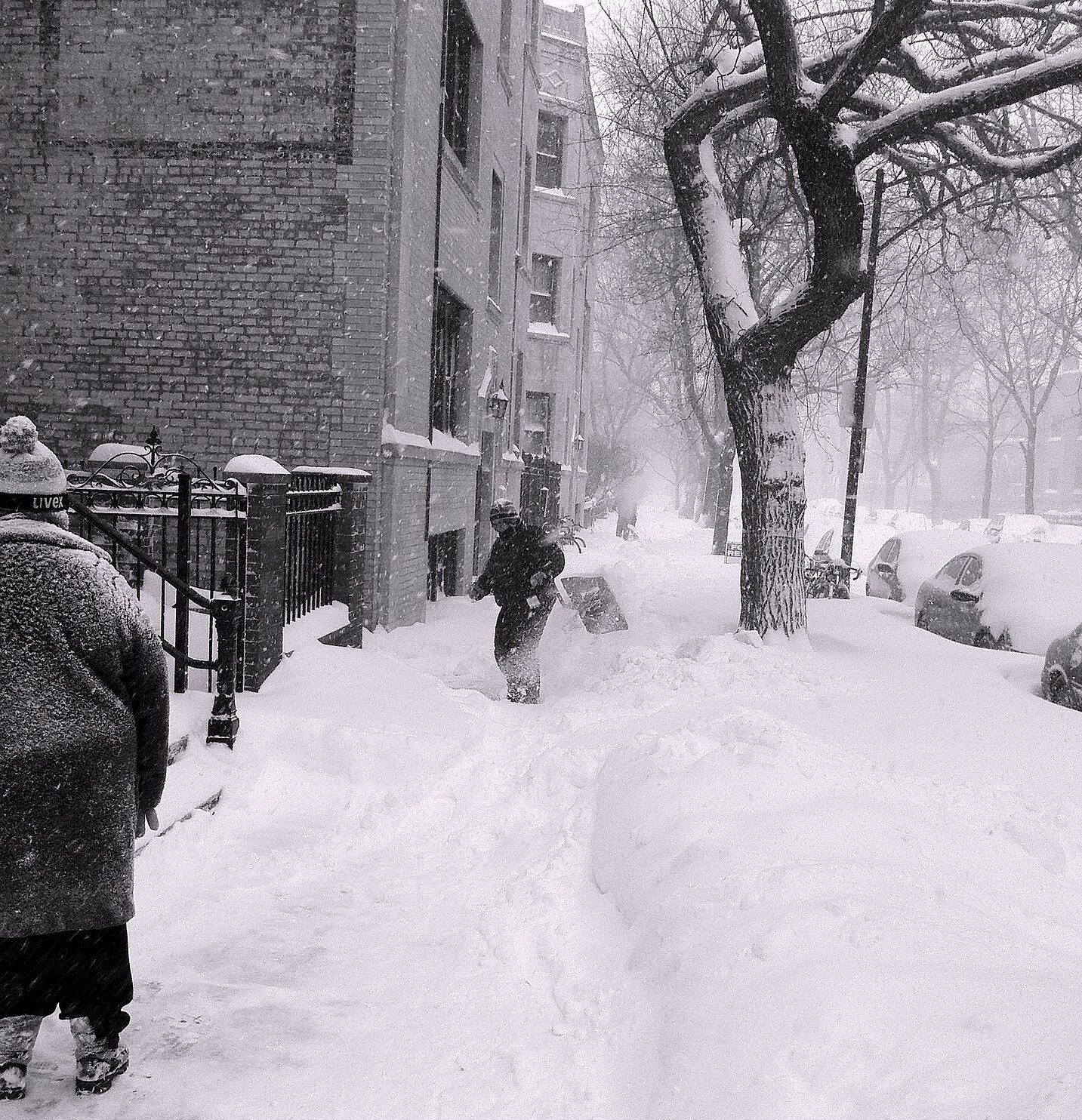 albertino canali e l'orso. le storie di costanza