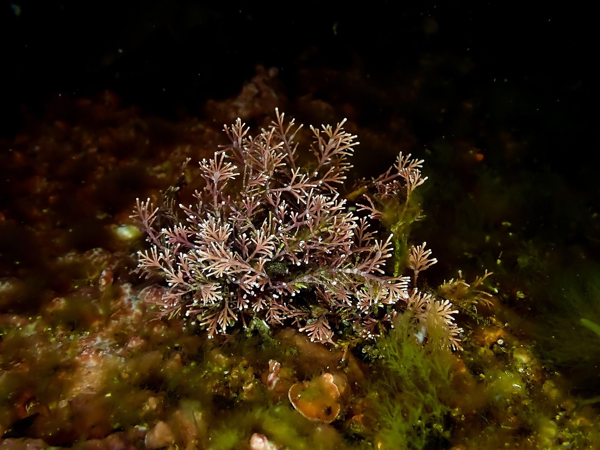 presto di mattina il rabdomante della pace