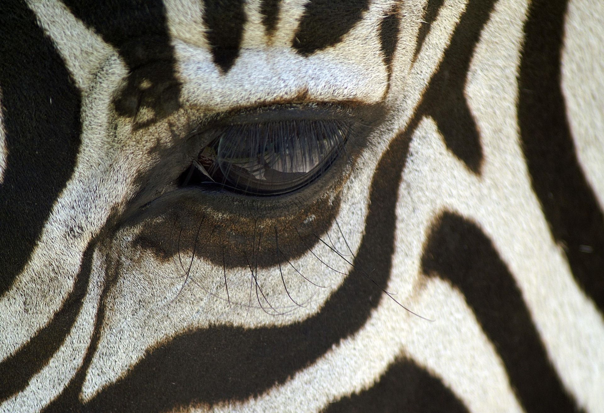 zebra. fa parte della vita