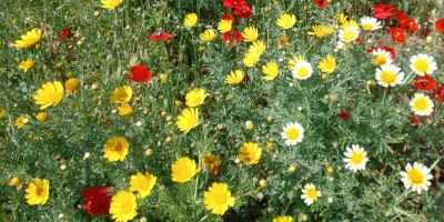 tabucchiana viaggiando con la letteratura