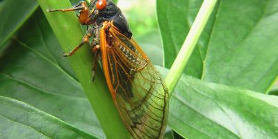 massimo pedullà: un poeta elettricista nella Locride