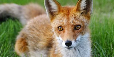 le storie di costanza. alla caccia della volpe verde. la villa