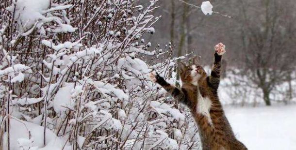 gatto-palle-neve