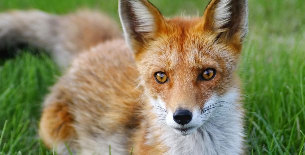 le storie di costanza. alla caccia della volpe verde. la villa