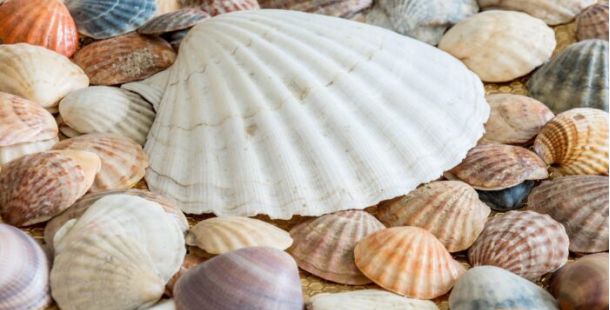 conchiglie mare sabbia