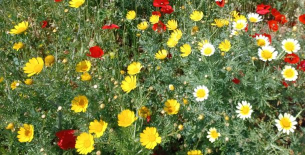 tabucchiana viaggiando con la letteratura