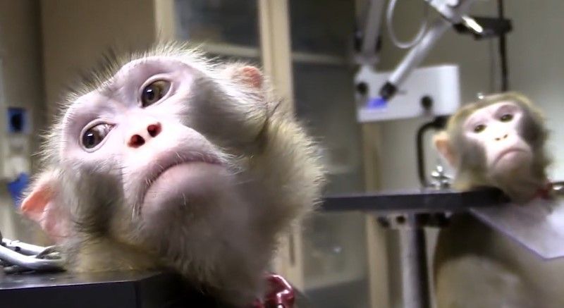 Rendere obbligatori i test alternativi all’uso di animali, una petizione al Parlamento Europeo. Intervista a Massimo Terrile