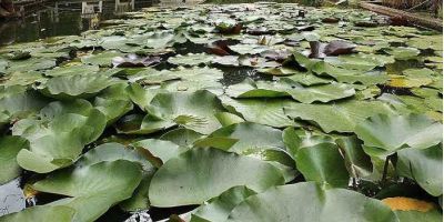 ninfee-laghetto-orto-botanico-ferrara-aldo-gessi