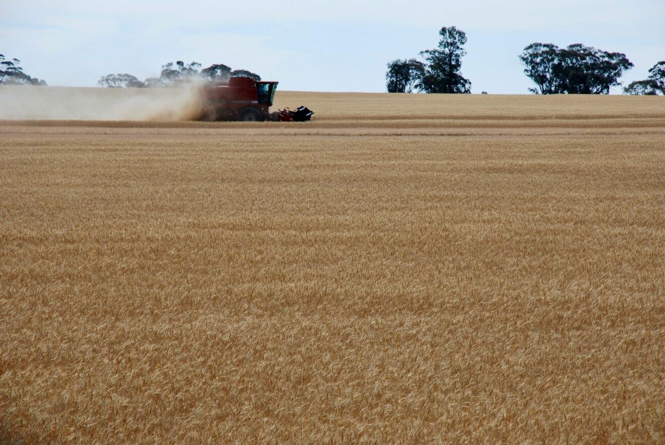 Trent’anni di Ogm: promesse incompiute e inquinamento