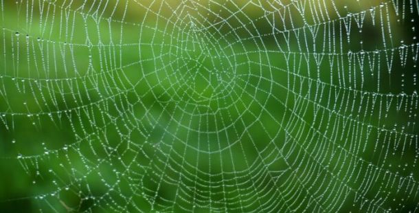 ragnatela rugiada mattino attesa
