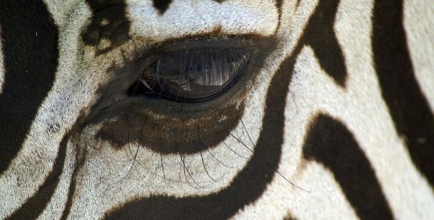 zebra. fa parte della vita