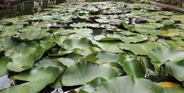 ninfee-laghetto-orto-botanico-ferrara-aldo-gessi