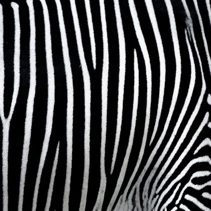 Zebra attivista per necessità