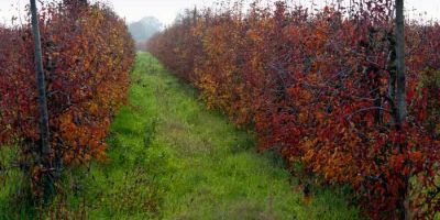 territorio-ferrarese-korakoinè