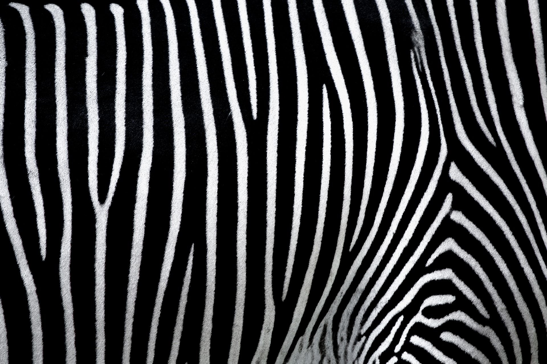 Zebra attivista per necessità