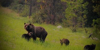 l'orsa Jj4 e l'istinto materno