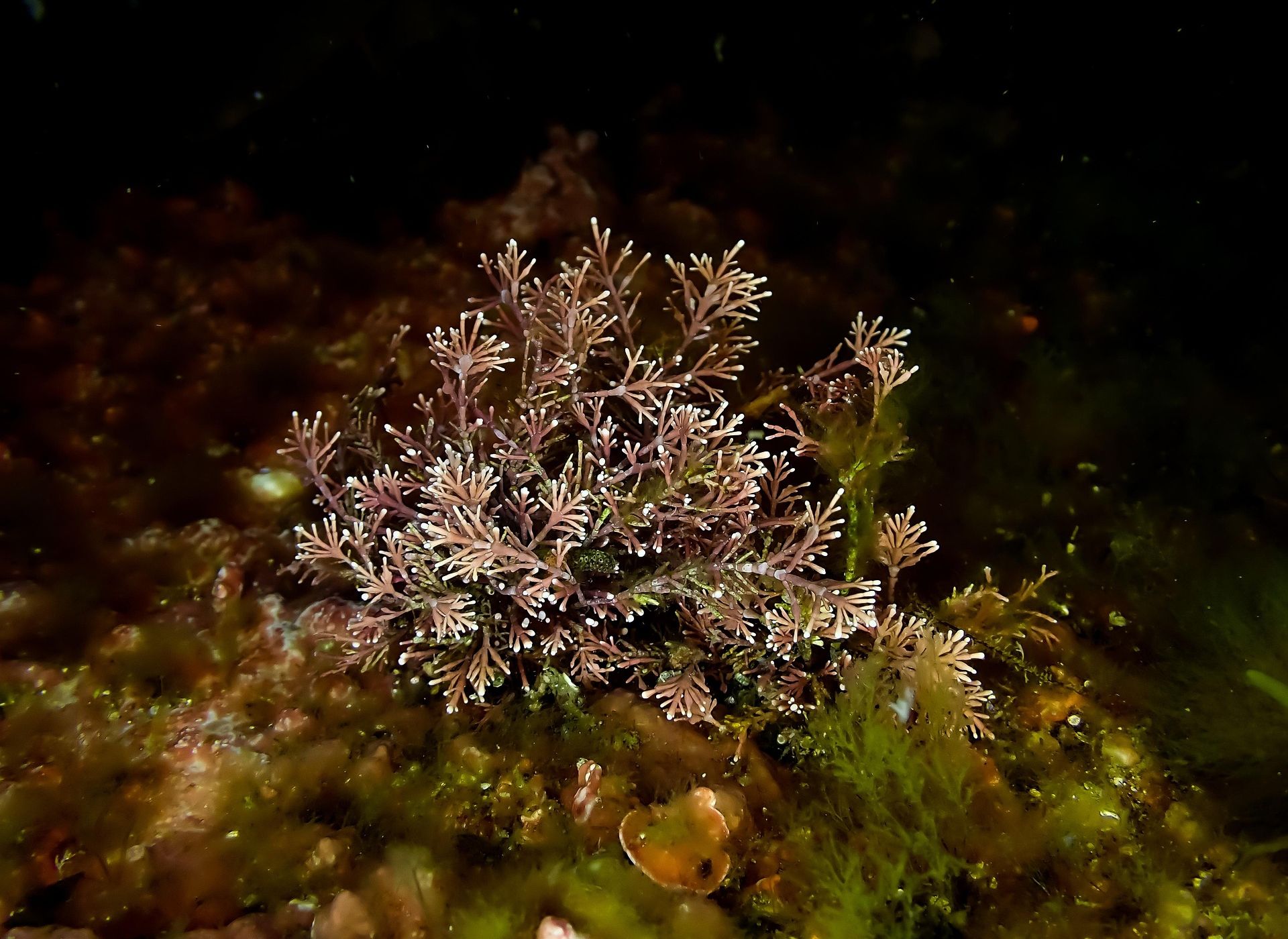 presto di mattina il rabdomante della pace