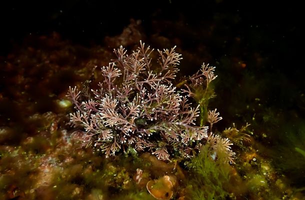 presto di mattina il rabdomante della pace