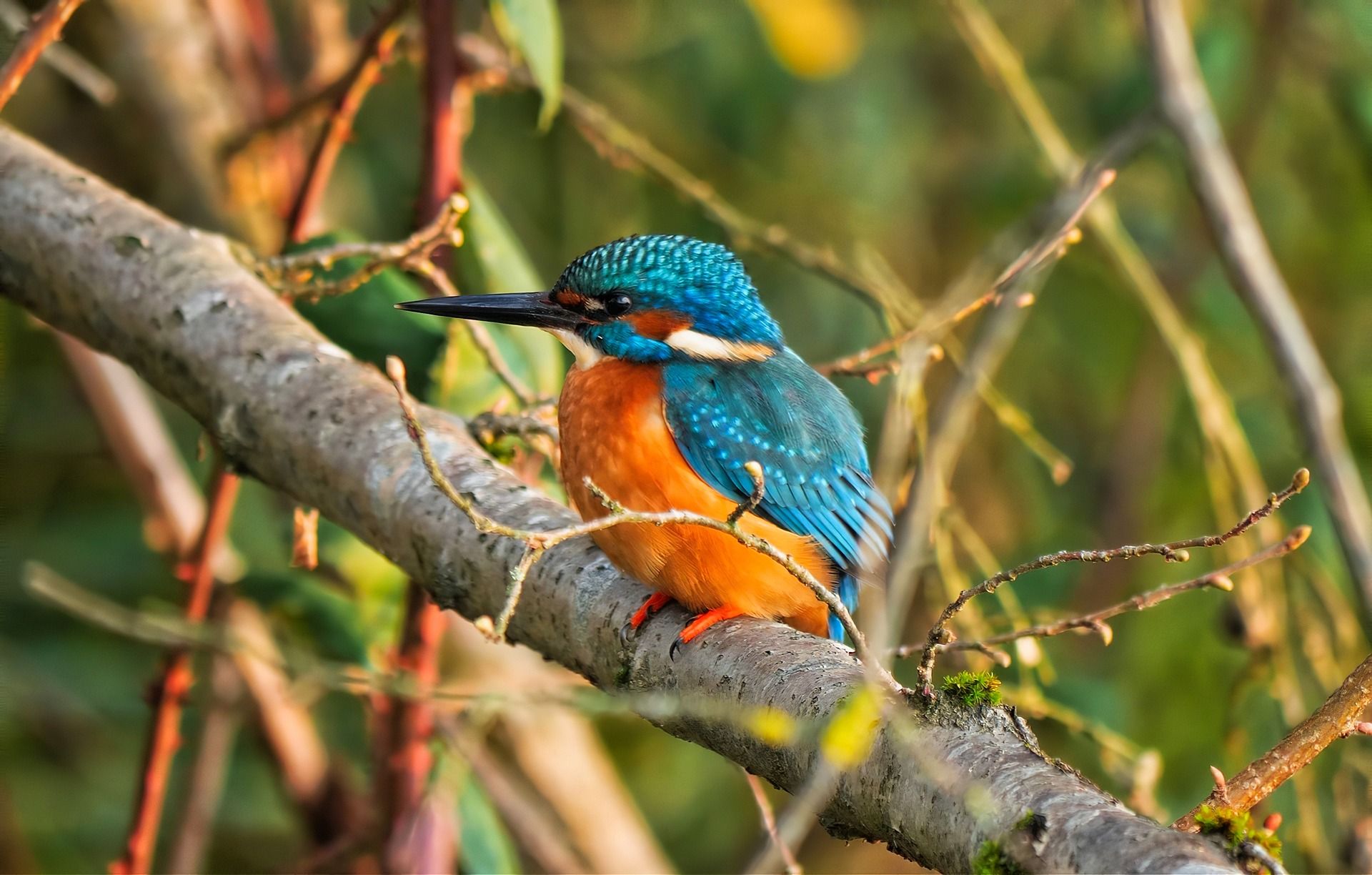 luce alberi martin pescatore