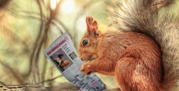 scoiattolo giornale