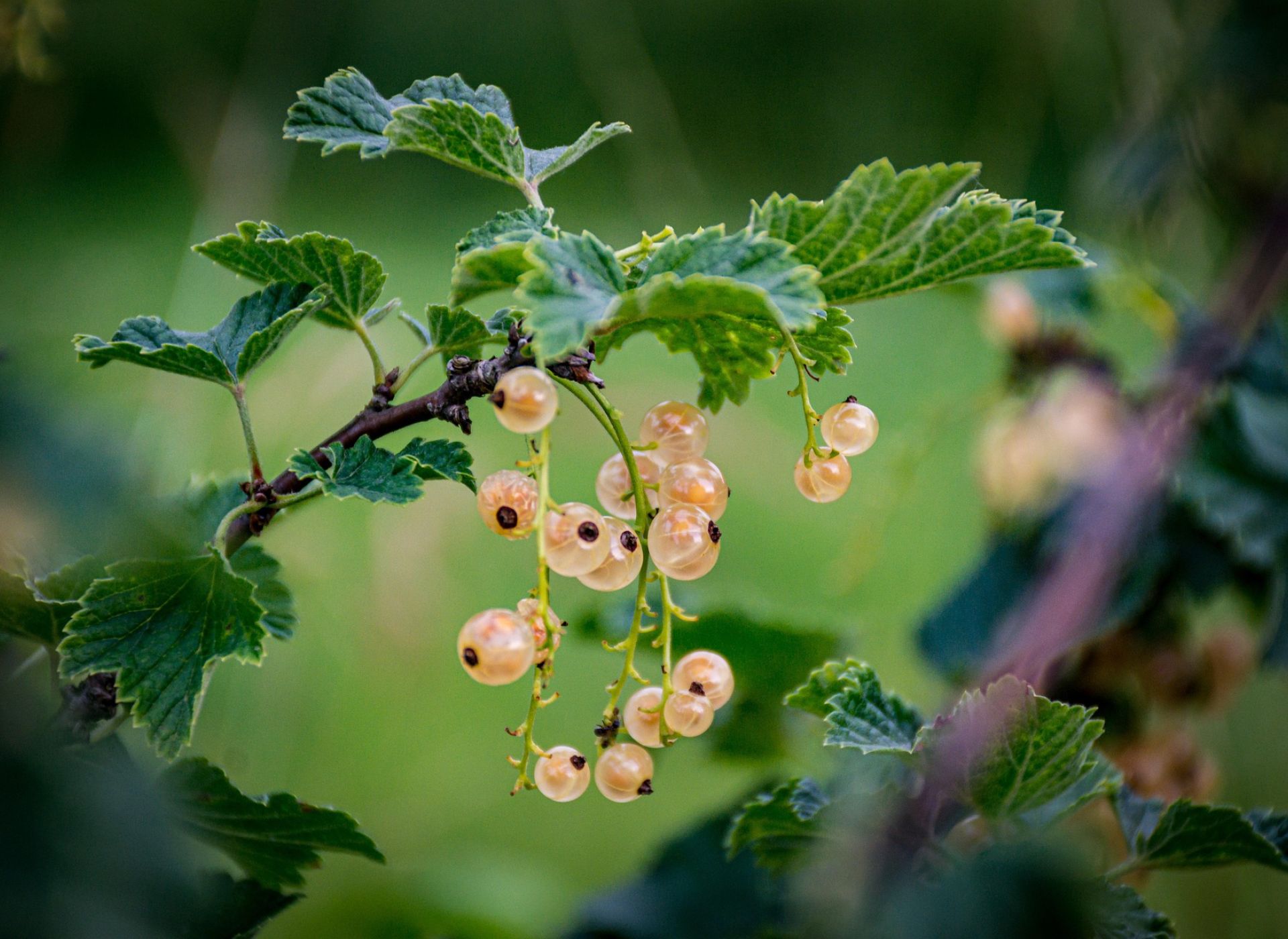 il ribelle (2) nell'epoca della propaganda algoritmica