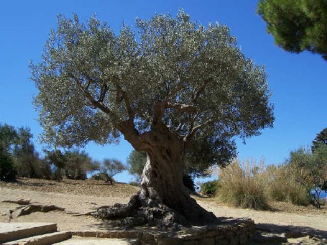 Istantanee dalla Palestina di oggi e un' elegia per i bambini ebrei e palestinesi di domani