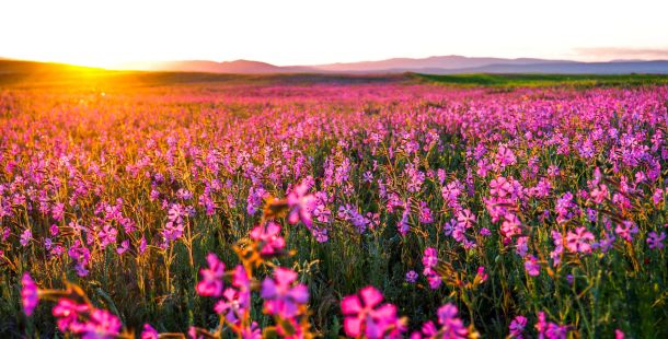 Nient'altro che fiori