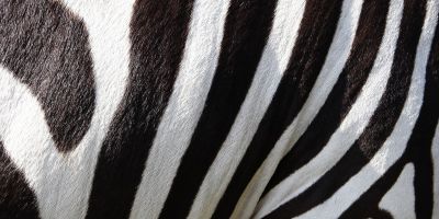 Zebra. Sogni da realizzare
